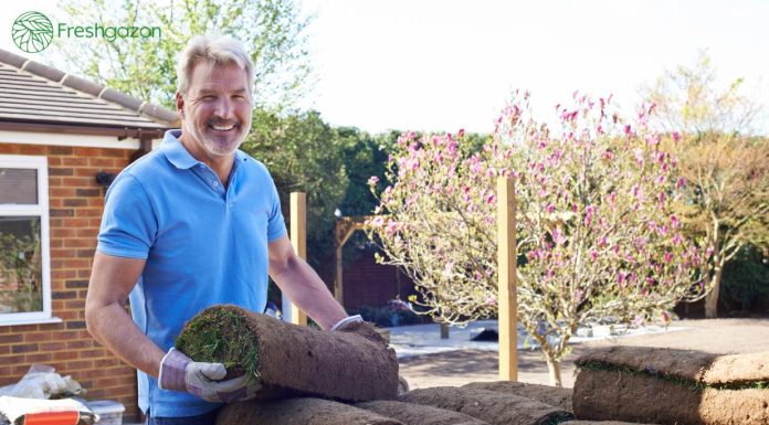 Выбор между посевным и рулонным газонами: плюсы и минусы