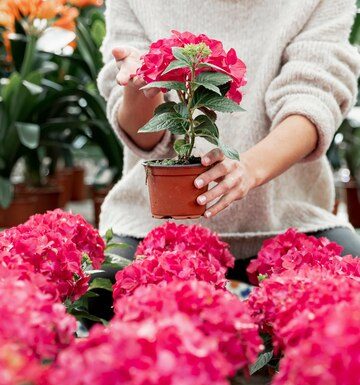 Где купить саженцы гортензий: советы