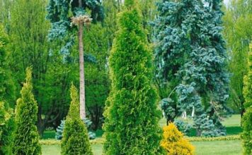 Дерево туя: свойства, уход и применение в ландшафтном дизайне
