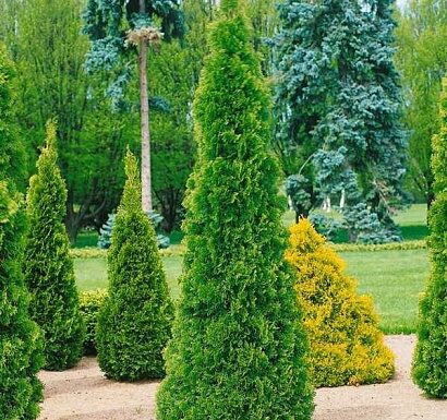 Дерево туя: свойства, уход и применение в ландшафтном дизайне