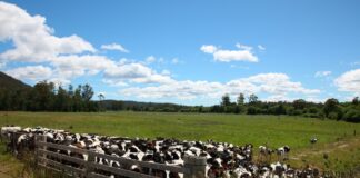 Забота о КРС: как правильно выбрать мат для комфортного содержания