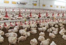 Выращивание и содержание бройлеров рекомендации по разведению цыплят