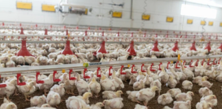 Выращивание и содержание бройлеров рекомендации по разведению цыплят