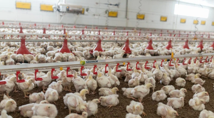 Выращивание и содержание бройлеров рекомендации по разведению цыплят