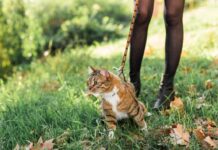 Как выбрать шлейку для кошки: советы для заботливых хозяев