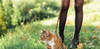 Как выбрать шлейку для кошки: советы для заботливых хозяев