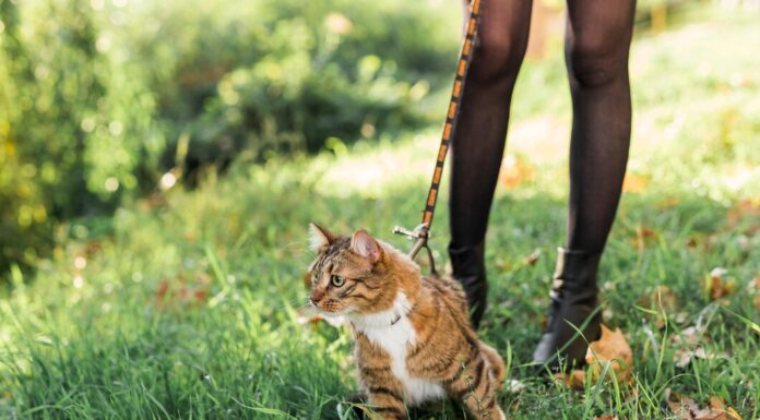 Как выбрать шлейку для кошки: советы для заботливых хозяев