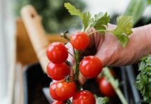 Как выбрать лучшие семена томатов для вашего огорода