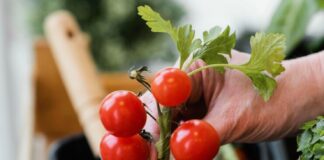 Как выбрать лучшие семена томатов для вашего огорода