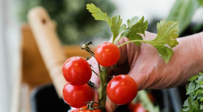 Как выбрать лучшие семена томатов для вашего огорода