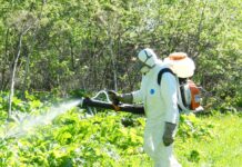 Борьба с борщевиком: эффективные методы уничтожения опасного сорняка