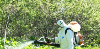 Борьба с борщевиком: эффективные методы уничтожения опасного сорняка