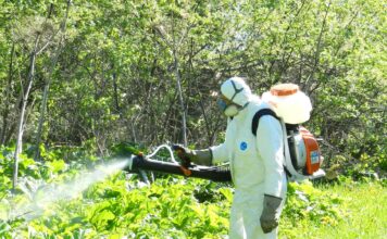 Борьба с борщевиком: эффективные методы уничтожения опасного сорняка