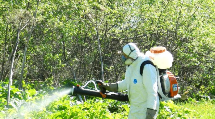 Борьба с борщевиком: эффективные методы уничтожения опасного сорняка