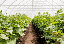 Какие грядки лучше сделать в теплице