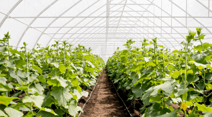 Какие грядки лучше сделать в теплице