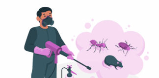 Профессиональная дезинсекция: когда стоит доверить борьбу с насекомыми специалистам