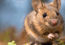 Услуги дератизации: профессиональное уничтожение грызунов в жилых и коммерческих помещениях