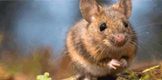 Услуги дератизации: профессиональное уничтожение грызунов в жилых и коммерческих помещениях