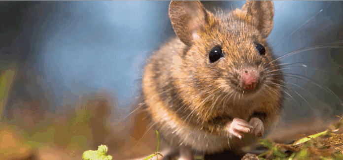 Услуги дератизации: профессиональное уничтожение грызунов в жилых и коммерческих помещениях