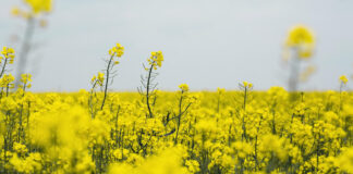 Как выбрать и где купить семена ярового рапса