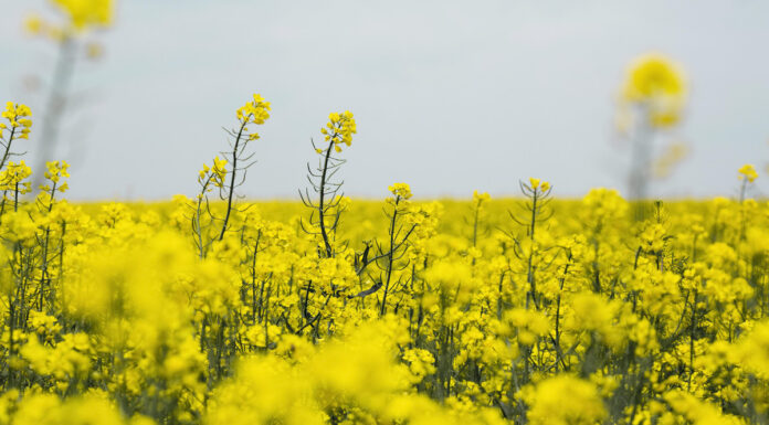 Как выбрать и где купить семена ярового рапса