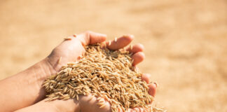 Отличие пивоваренного от фуражного ячменя