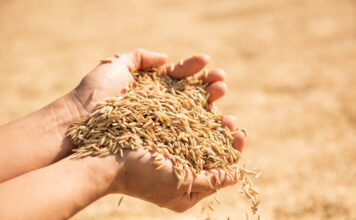 Отличие пивоваренного от фуражного ячменя