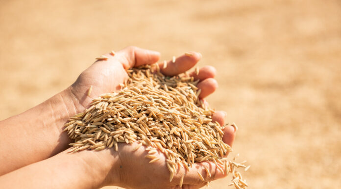 Отличие пивоваренного от фуражного ячменя