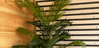 Искусственные пальмы для дома и офиса: стильное украшение интерьера