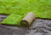 Рулонный газон: как выбрать качественное покрытие для участка