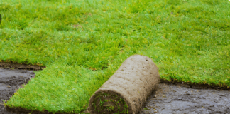 Рулонный газон: как выбрать качественное покрытие для участка