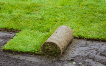 Рулонный газон: как выбрать качественное покрытие для участка