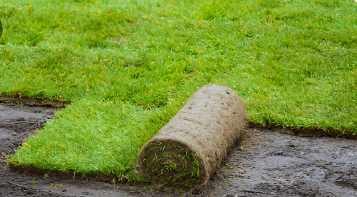 Рулонный газон: как выбрать качественное покрытие для участка