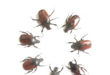 Уничтожение клопов: цена и факторы, влияющие на стоимость