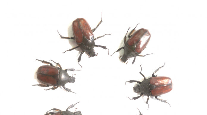 Уничтожение клопов: цена и факторы, влияющие на стоимость