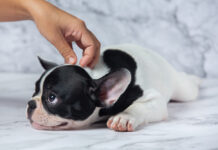 Забота о здоровье питомцев: защита от блох и клещей