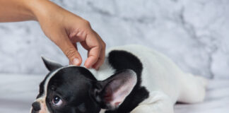 Забота о здоровье питомцев: защита от блох и клещей