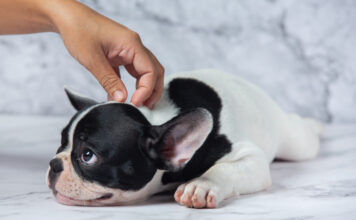 Забота о здоровье питомцев: защита от блох и клещей