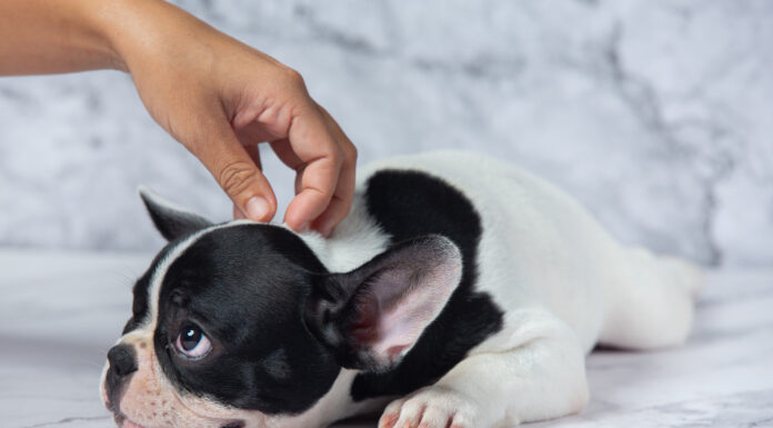 Забота о здоровье питомцев: защита от блох и клещей