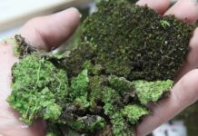 Почему появляется мох на дачном участке