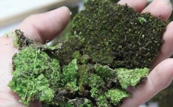 Почему появляется мох на дачном участке