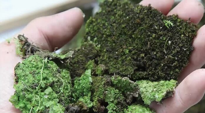 Почему появляется мох на дачном участке