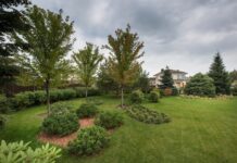 Сад из плодовых деревьев и сосен: как совместить урожай и атмосферу бора