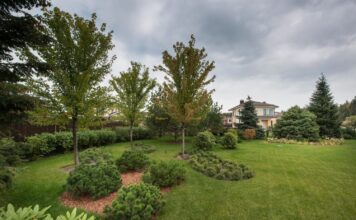 Сад из плодовых деревьев и сосен: как совместить урожай и атмосферу бора