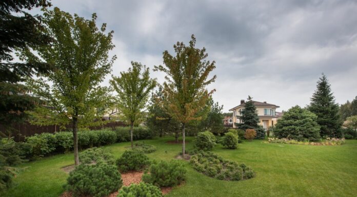 Сад из плодовых деревьев и сосен: как совместить урожай и атмосферу бора