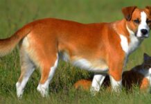 Уход за питомцем в жаркое время года: советы ветеринара