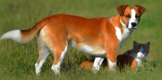 Уход за питомцем в жаркое время года: советы ветеринара