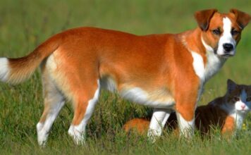 Уход за питомцем в жаркое время года: советы ветеринара