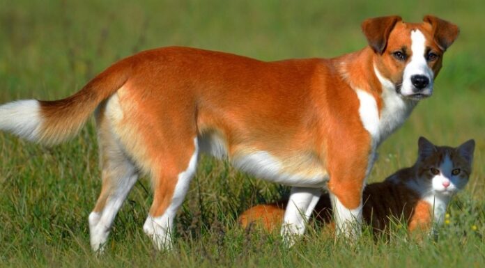 Уход за питомцем в жаркое время года: советы ветеринара